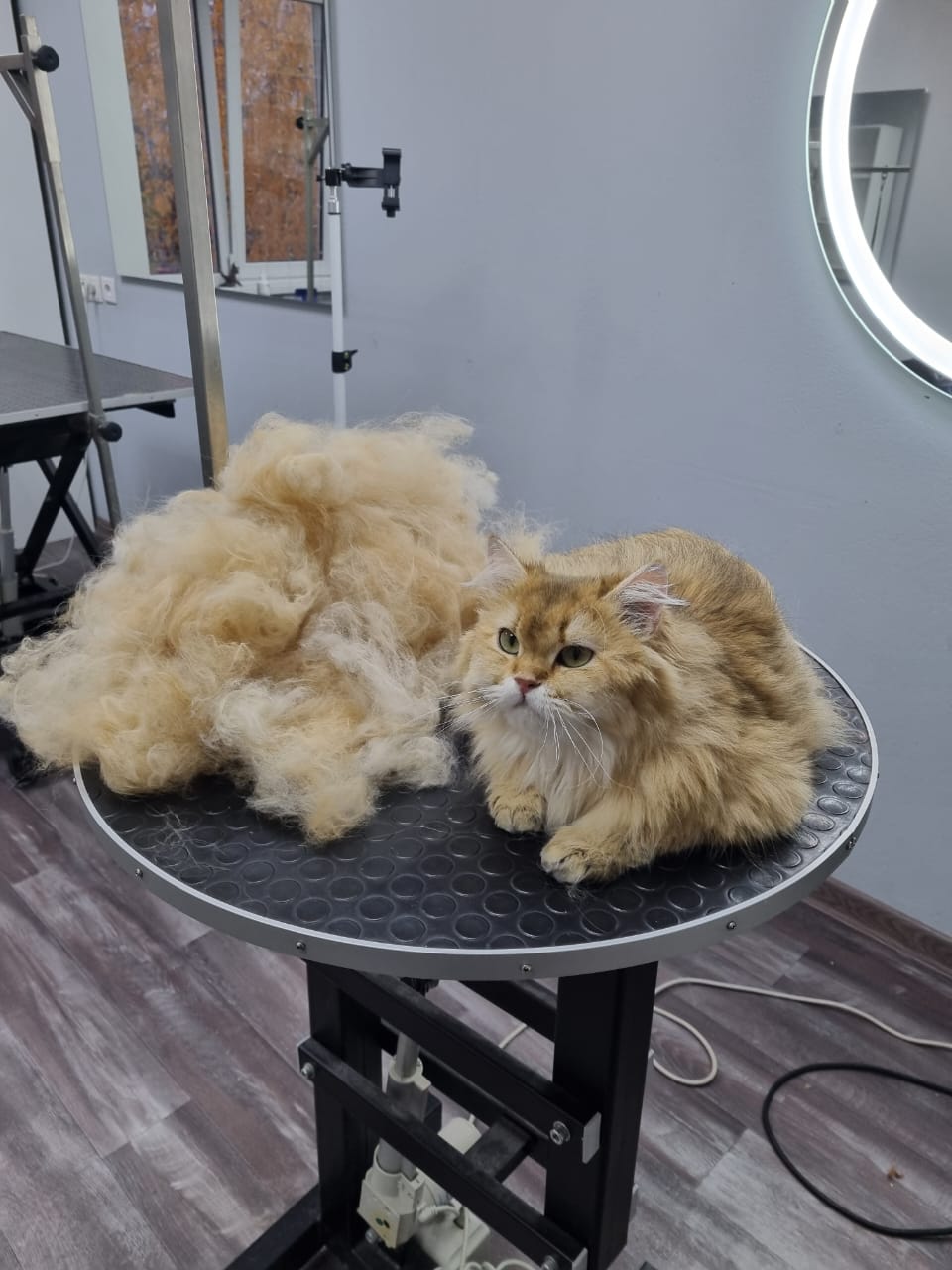 Dog in Salon